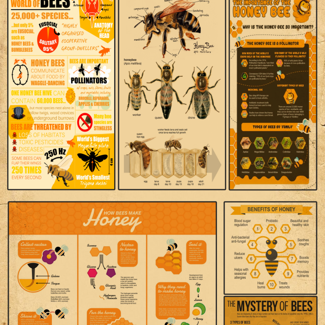 Bee Knowledge Poster Bee Anatomy Honey Bee Facts How Bees Make Honey Benefits Guide Wall Art