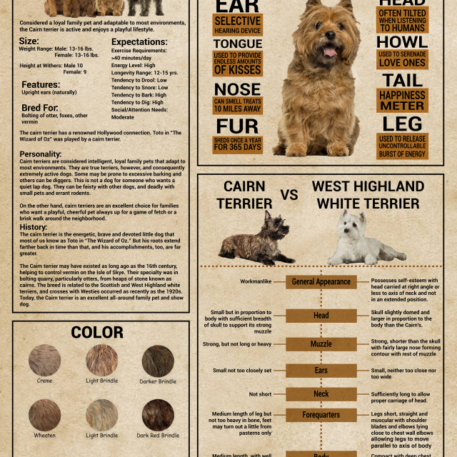 Cairn Terrier Knowledge Poster Cairn Anatomy Colors Traits Comparison Guide Wall Art