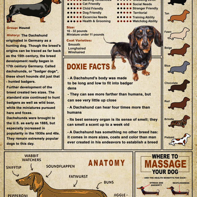 Dachshund Knowledge Poster Dachshund Dog Facts Traits Colors Anatomy Massage Guide Wall Art