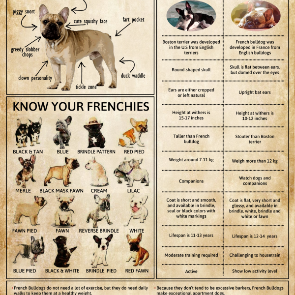 French Bulldog Knowledge Poster Frenchie Anatomy Colors Traits Comparison Guide Wall Art