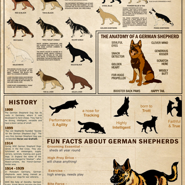 German Shepherd Knowledge Poster GSD Colors Anatomy History Fun Facts Guide Wall Art